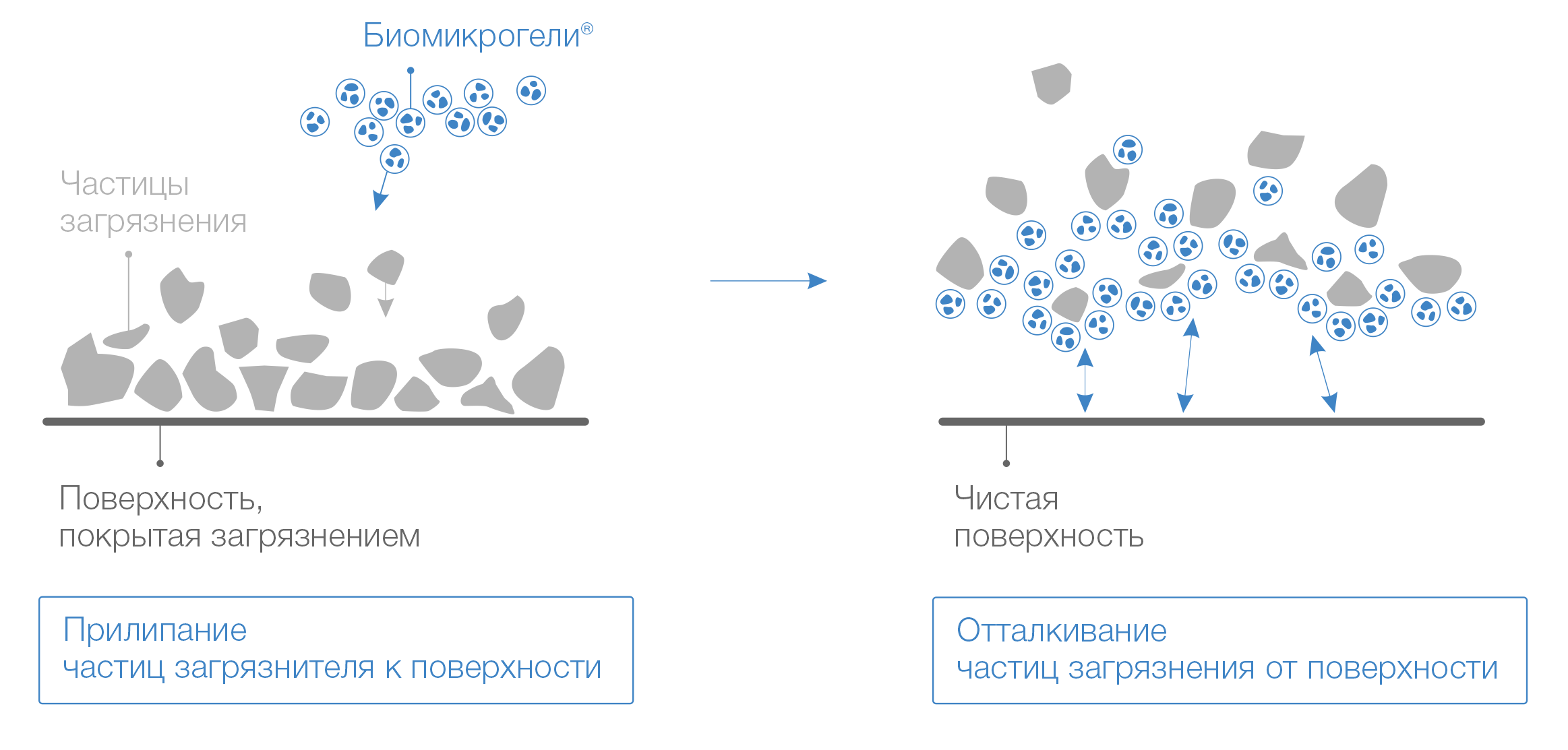 Механизм антиресорбции
